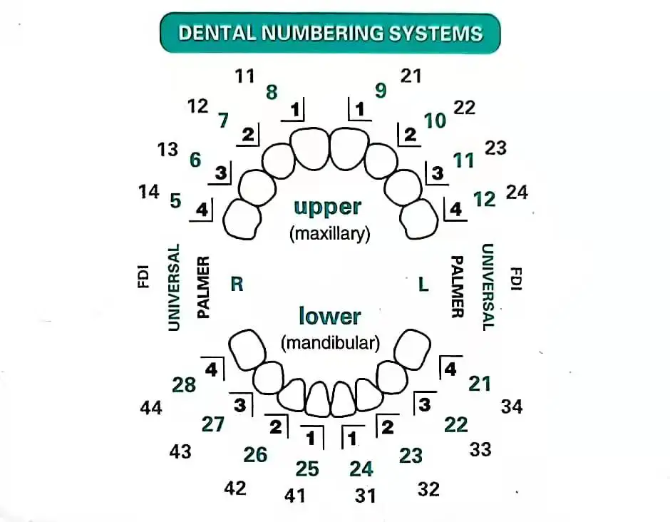 複合樹脂ベニア用歯科用モールド光硬化充填前歯歯のホワイトニン - Teeth Whitening Moulds のレビューと価格